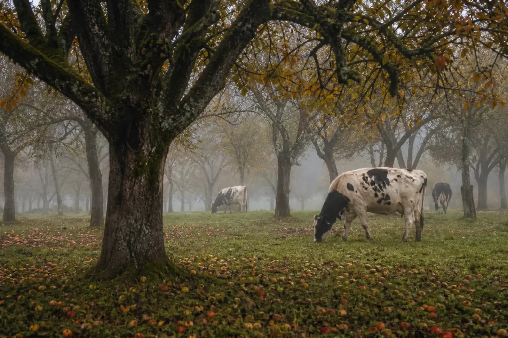 Verger breton en automne, vieux pommiers de haute tige, pommes tombées dans l'herbe, vaches sous les arbres.