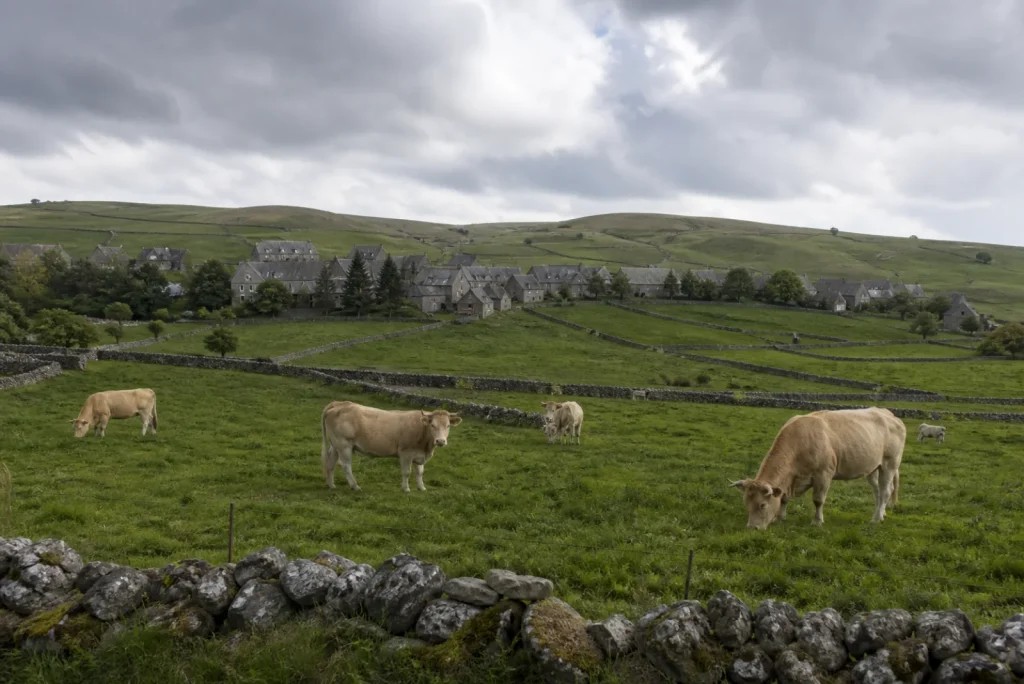 Paysage de pâturages sur le plateau de l'Aubrac, avec des vaches et un village en pierre au loin.